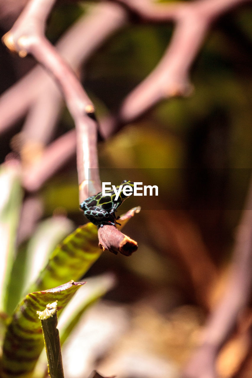 CLOSE-UP OF GRASSHOPPER ON LEAF