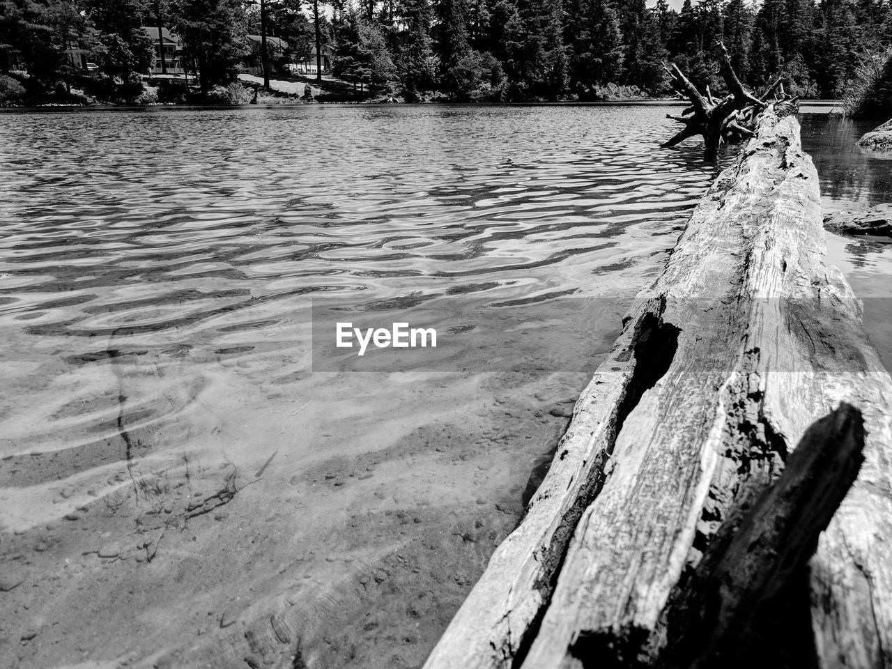SCENIC VIEW OF DRIFTWOOD ON LAKE