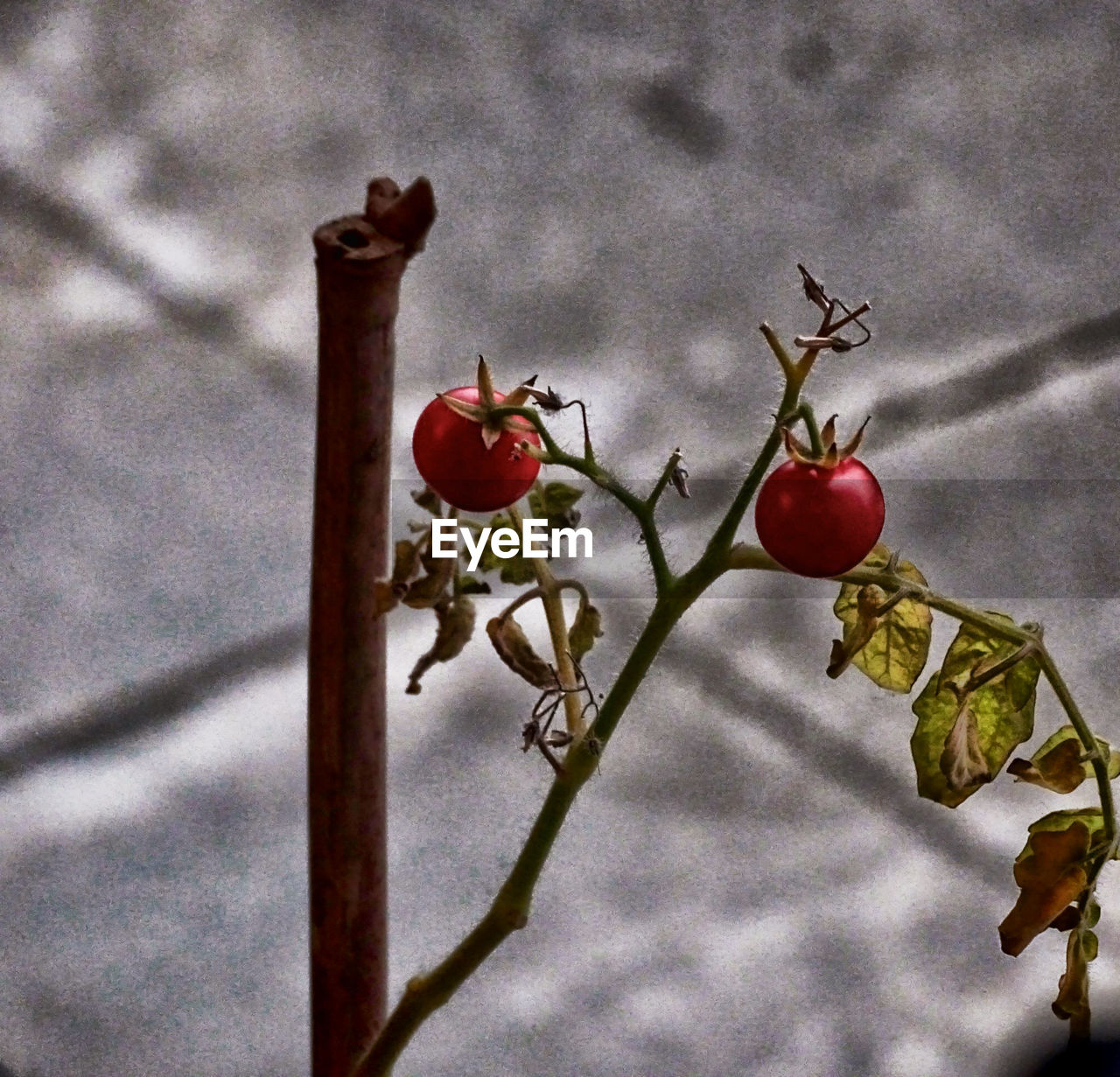 CLOSE-UP OF RED FRUIT