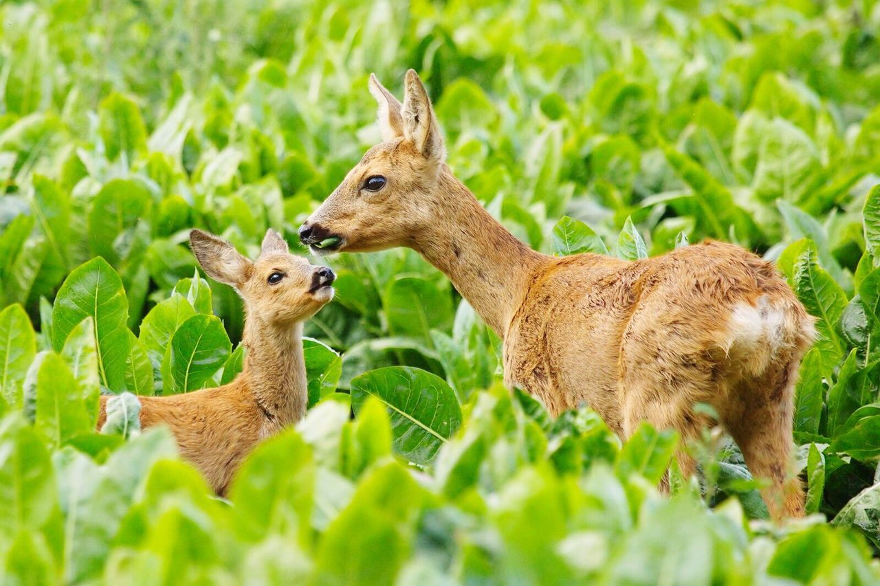 Close-up of doe and cub on field