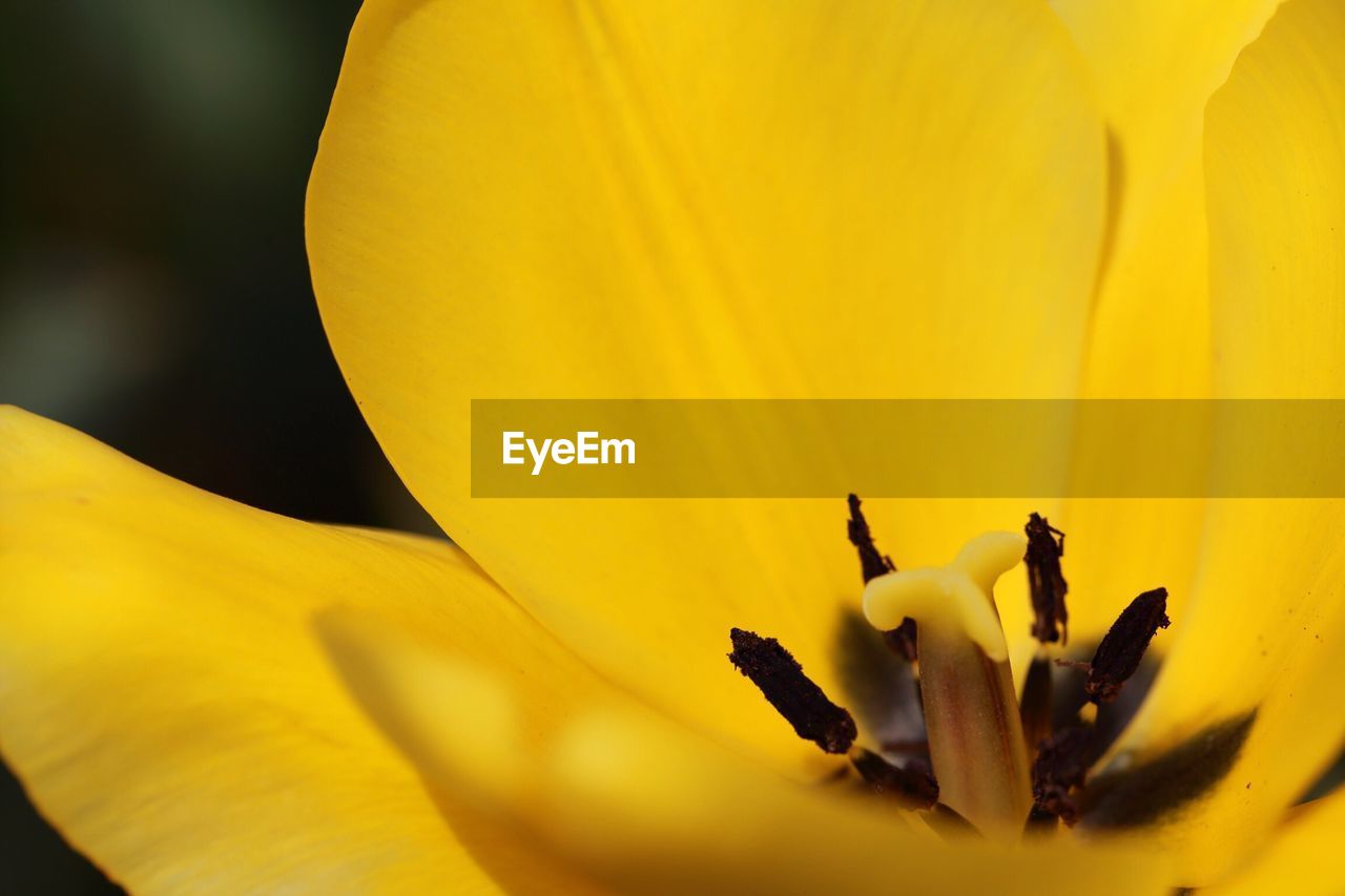 Close-up of yellow flower