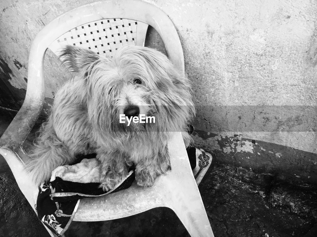 High angle portrait of dog relaxing on floor