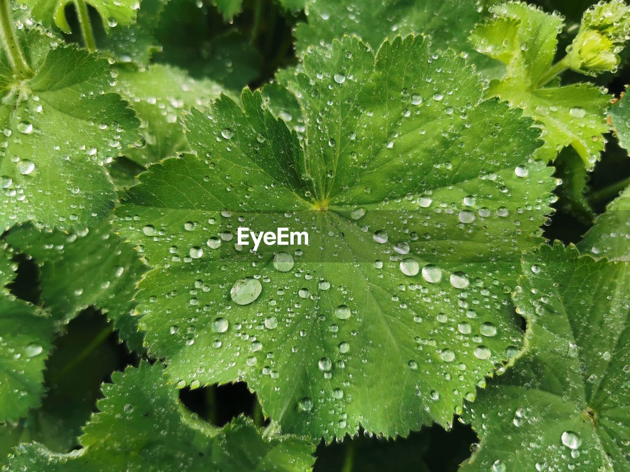 leaf, plant part, green, drop, water, plant, nature, wet, growth, close-up, freshness, no people, beauty in nature, backgrounds, full frame, produce, food and drink, dew, outdoors, grape leaves, day, flower, herb, rain, tree, food, raindrop