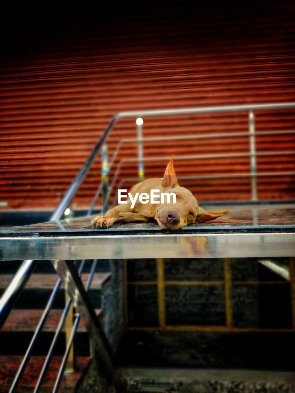 VIEW OF A CAT LYING ON METAL