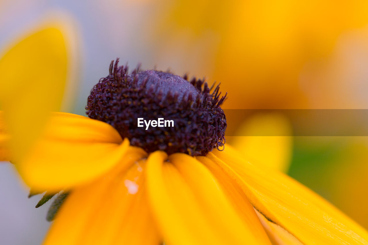 close-up of bee pollinating on yellow flower