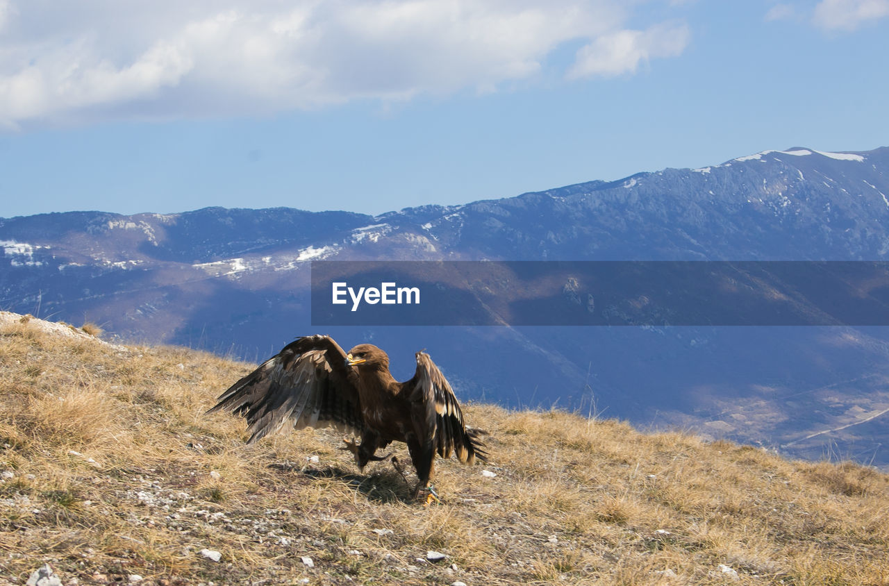 Portrait of golden eagle walking in the ground