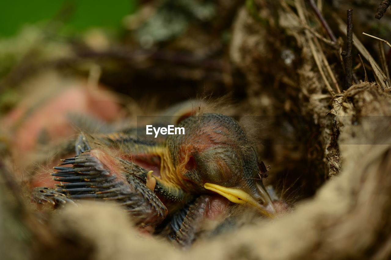 CLOSE-UP OF A BIRD IN A FOREST