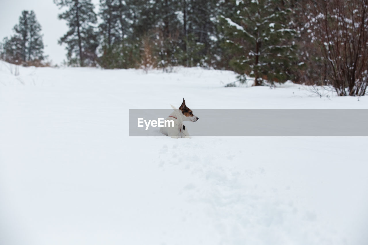 Jack russell terrier dog walking in deep snow in an evergreen forest 