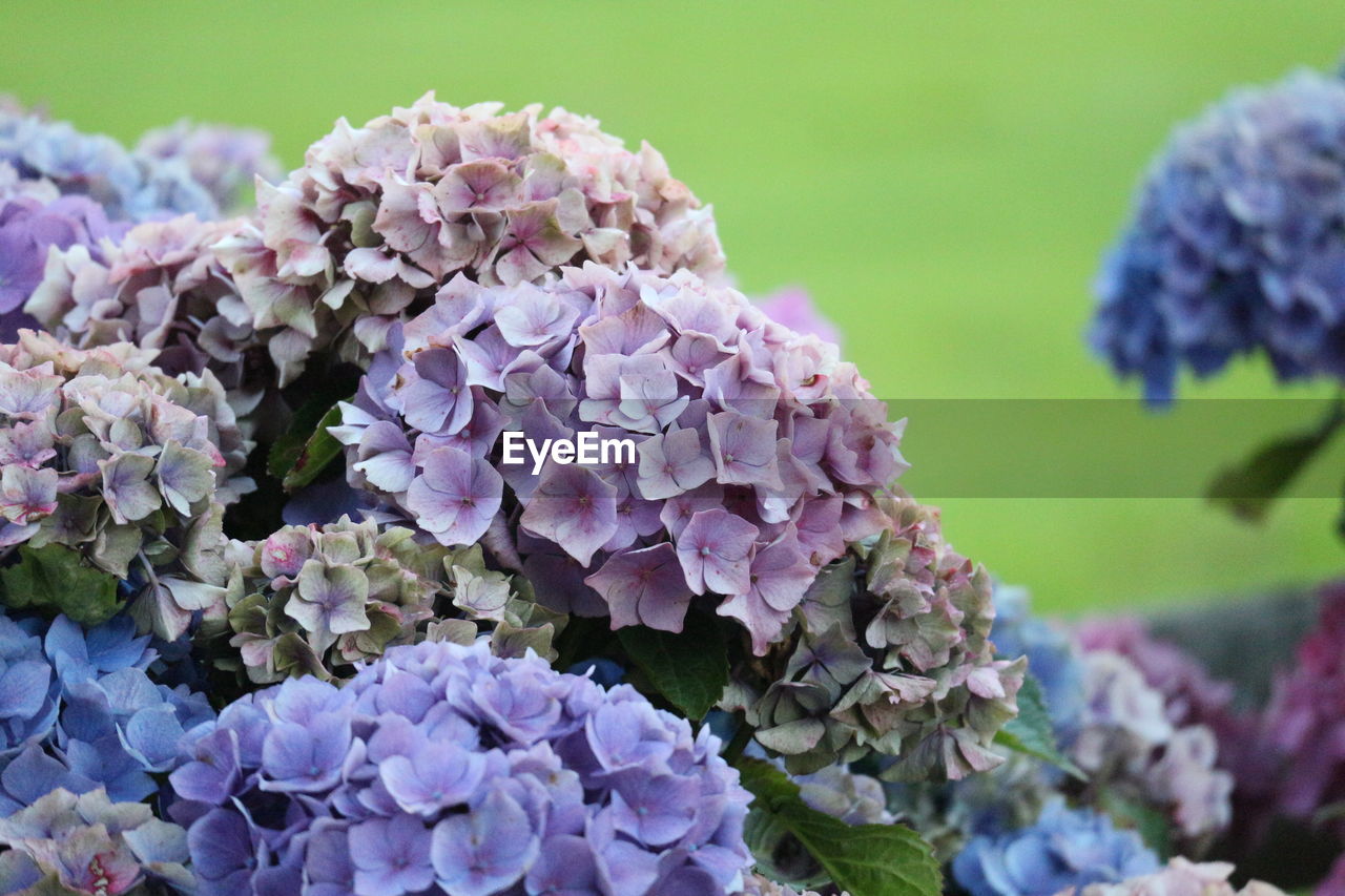 Close-up of hydrangea blooming outdoors