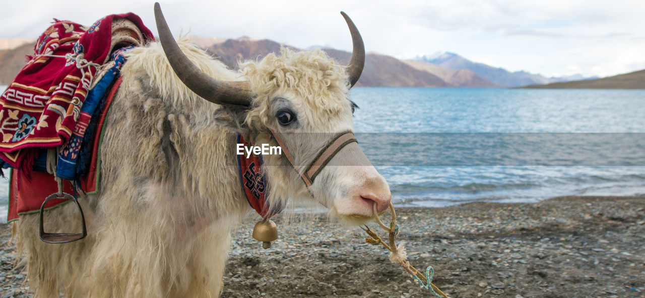 Himalayan yak on lakeshore