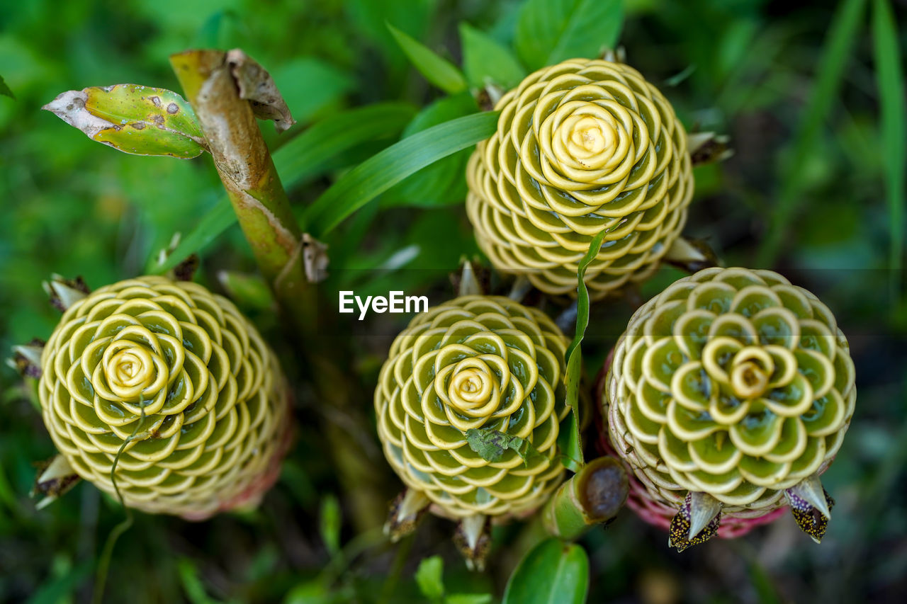 Close-up of succulent plant