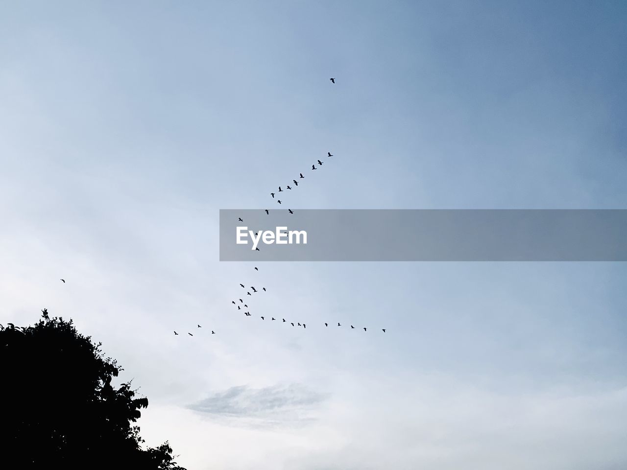 Low angle view of birds flying in sky