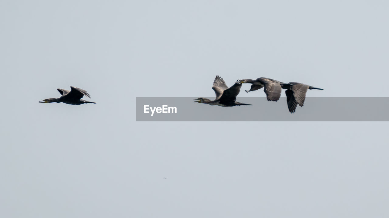 LOW ANGLE VIEW OF BIRDS FLYING AGAINST SKY