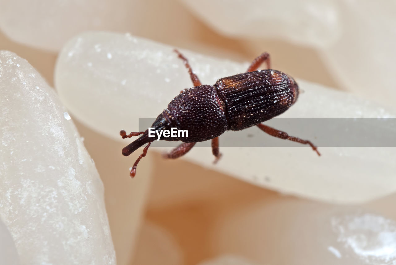 CLOSE-UP OF BLACK INSECT