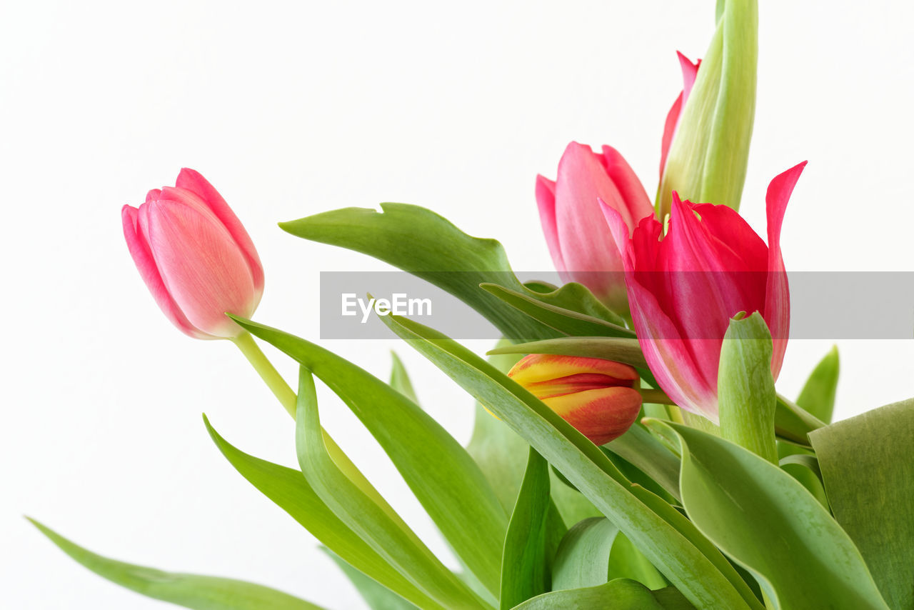 CLOSE-UP OF PINK TULIPS