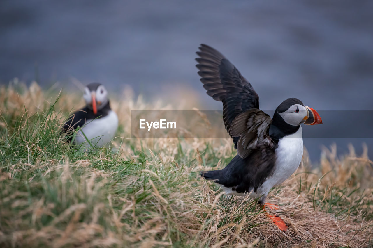 Puffins perching on field