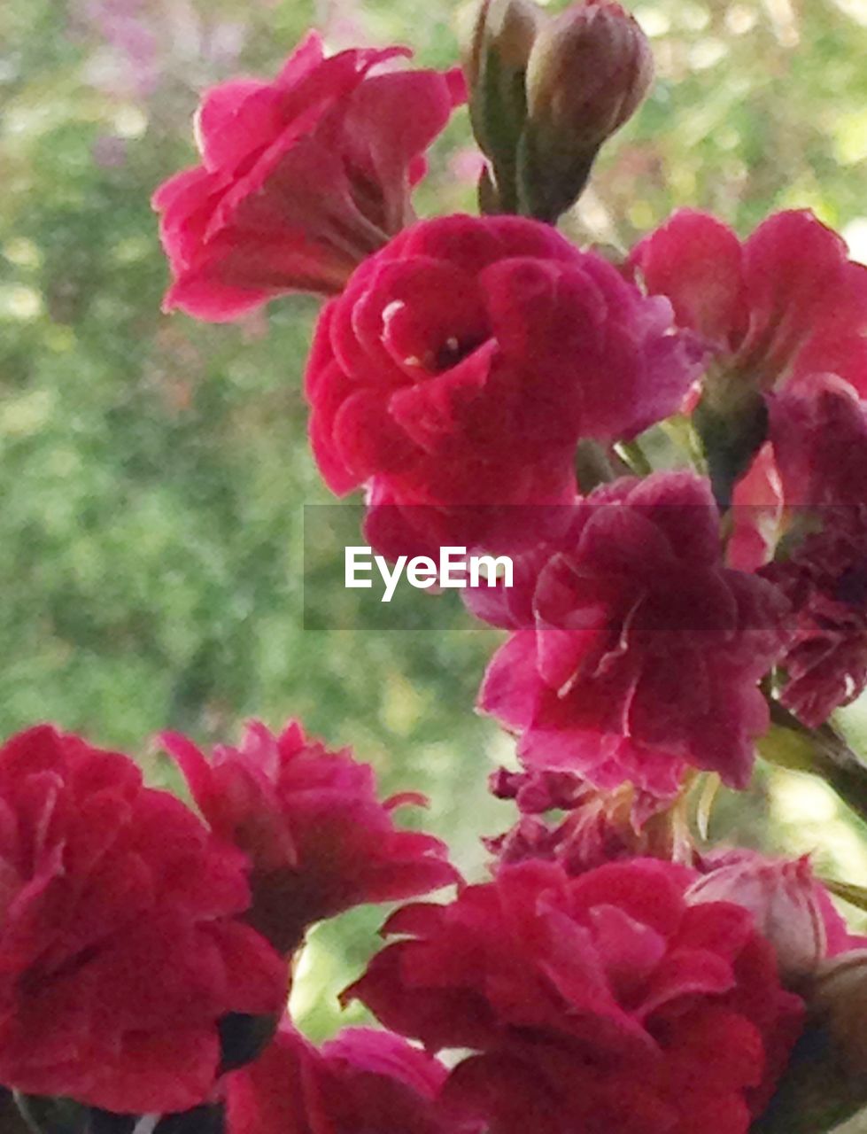 CLOSE-UP OF PINK BOUGAINVILLEA BLOOMING OUTDOORS