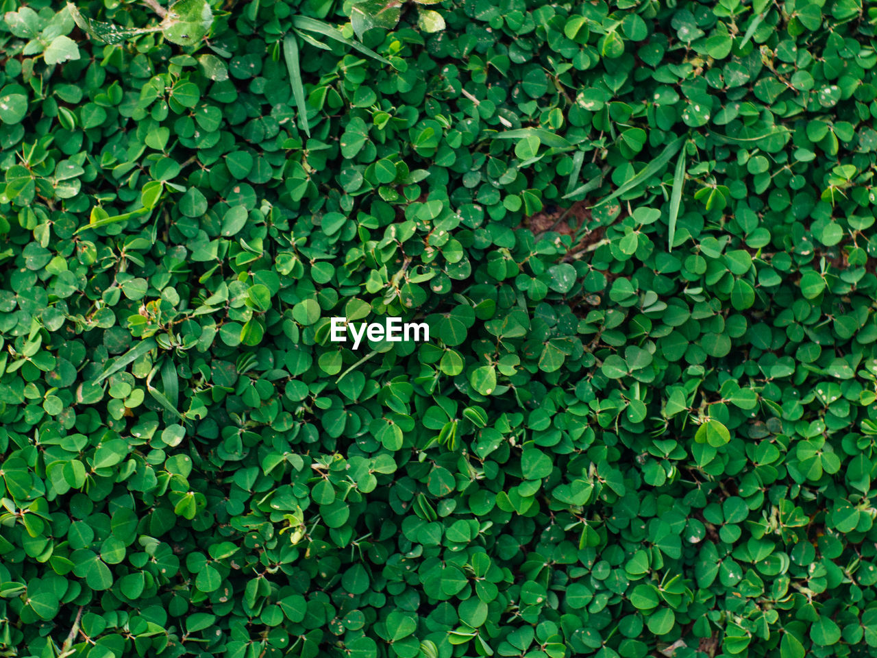 FULL FRAME SHOT OF LEAVES