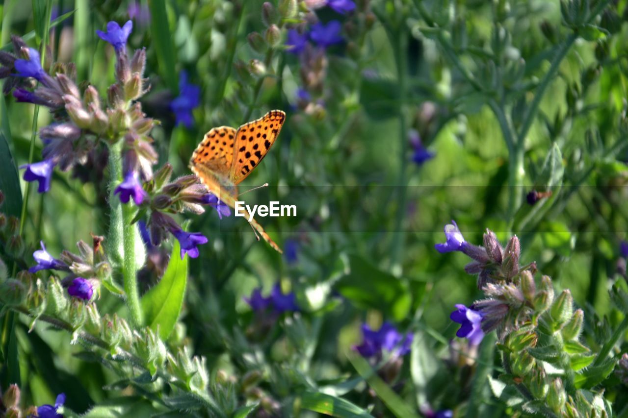 BUTTERFLY ON PURPLE FLOWERING PLANT