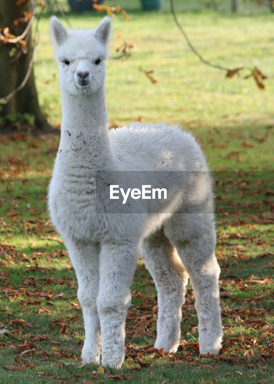 Portrait of alpaca standing on field