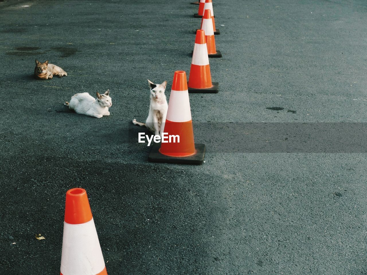 Cats by traffic cones on street