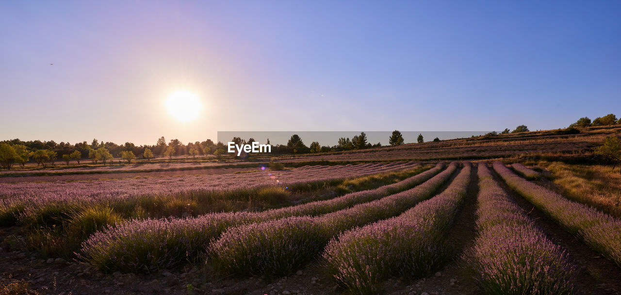 landscape, environment, sky, field, land, plant, purple, agriculture, nature, rural scene, flower, scenics - nature, beauty in nature, sunset, flowering plant, sun, food and drink, crop, lavender, farm, in a row, growth, freshness, tranquility, food, travel, blue, horizon, no people, rural area, sunlight, tranquil scene, summer, multi colored, outdoors, idyllic, social issues, clear sky, tree, cloud, twilight, dusk, sunny, prairie, hill, plain, travel destinations, springtime, non-urban scene, tourism, environmental conservation, abundance, perfume, sunbeam, panoramic, vegetable, grass