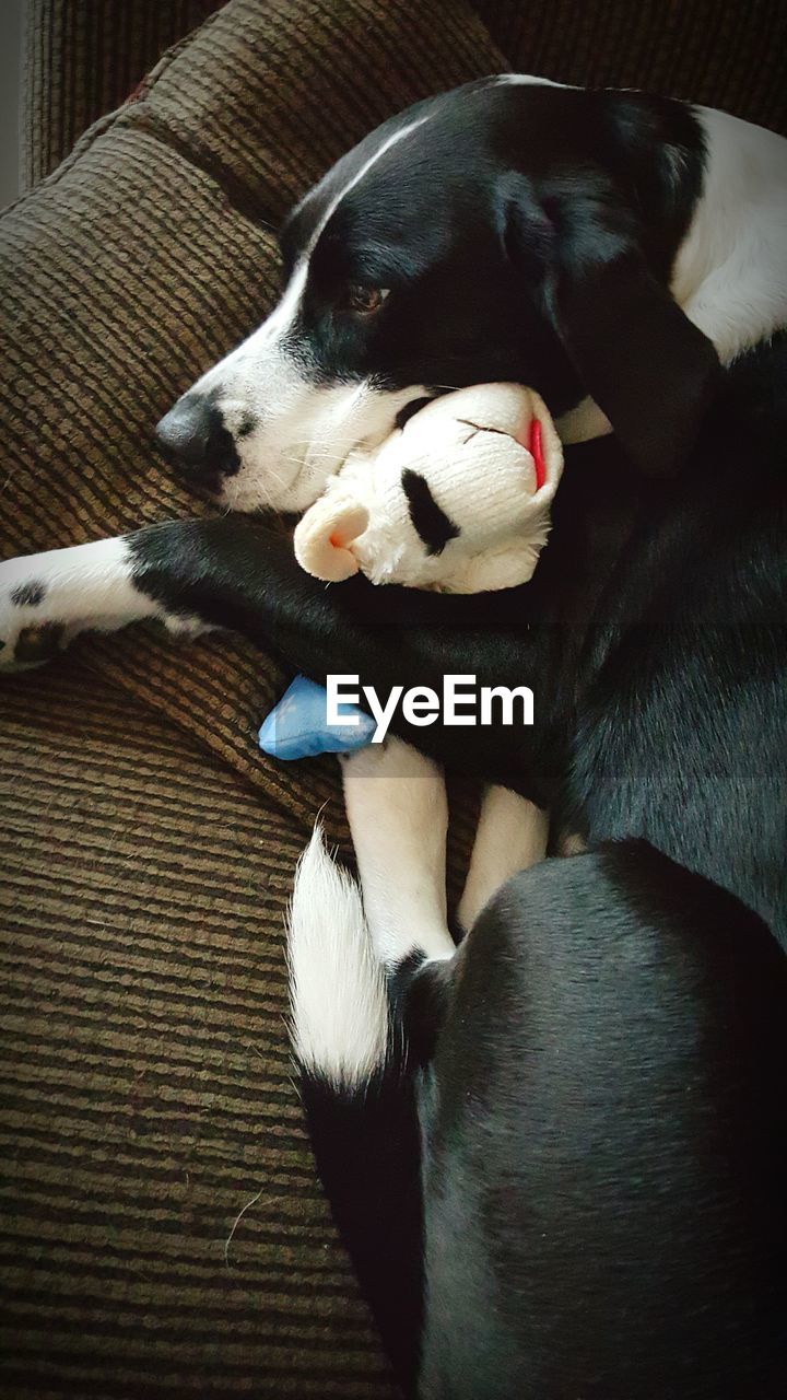 High angle view of dog lying with stuffed toy on sofa