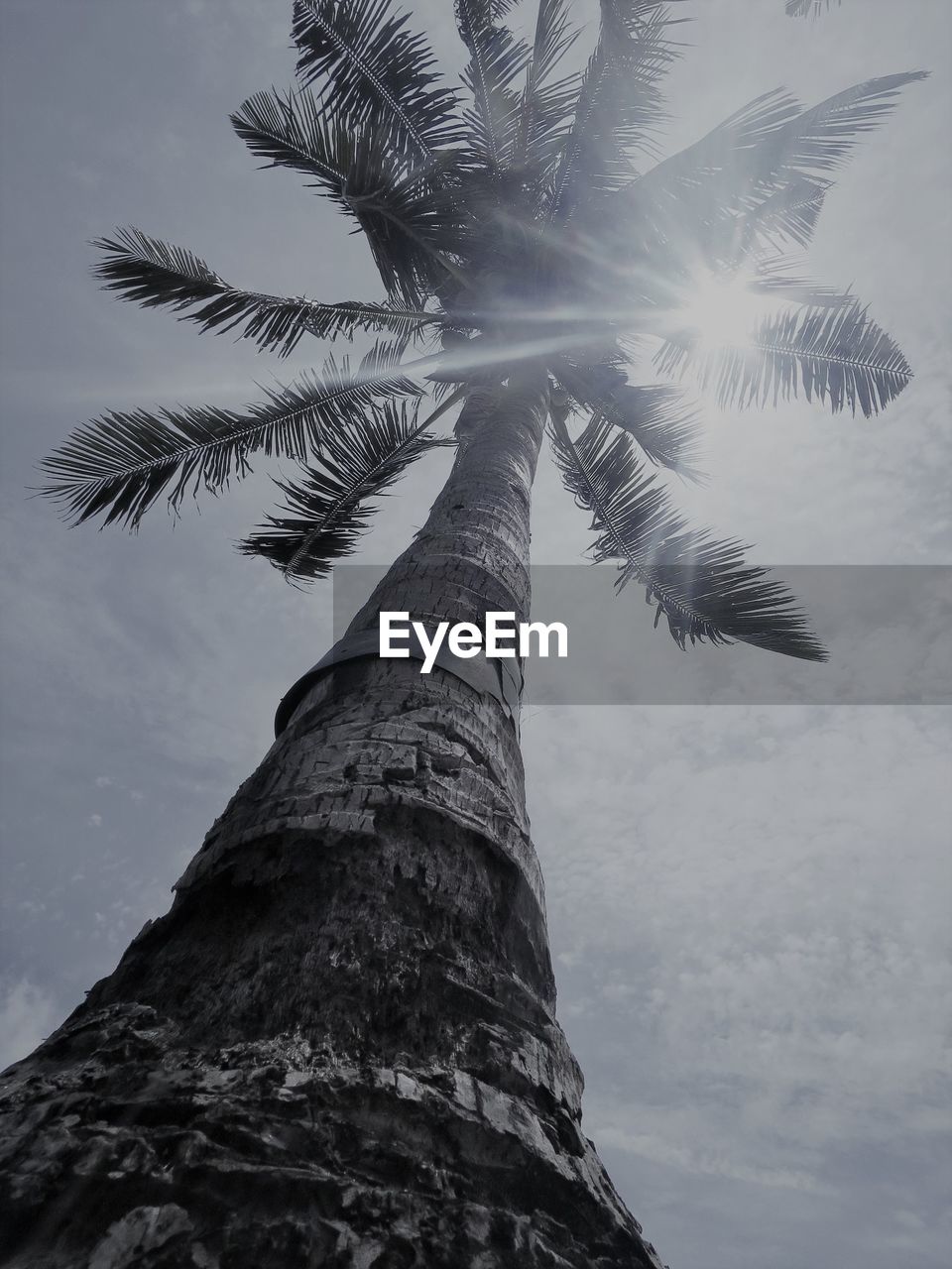 LOW ANGLE VIEW OF PALM TREE AGAINST CLOUDS