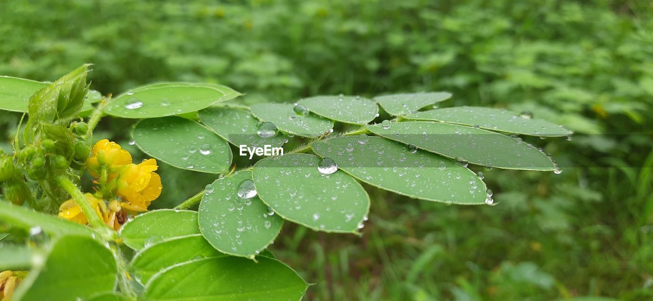 CLOSE-UP OF WATER DROPS ON LEAVES