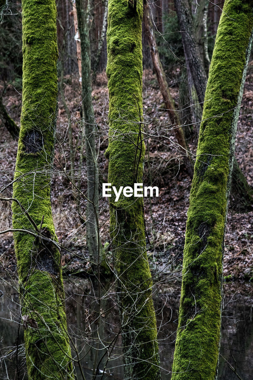 LOW ANGLE VIEW OF TREE TRUNK IN FOREST