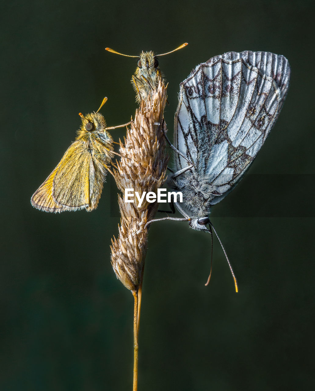 Close-up of butterfly on flower