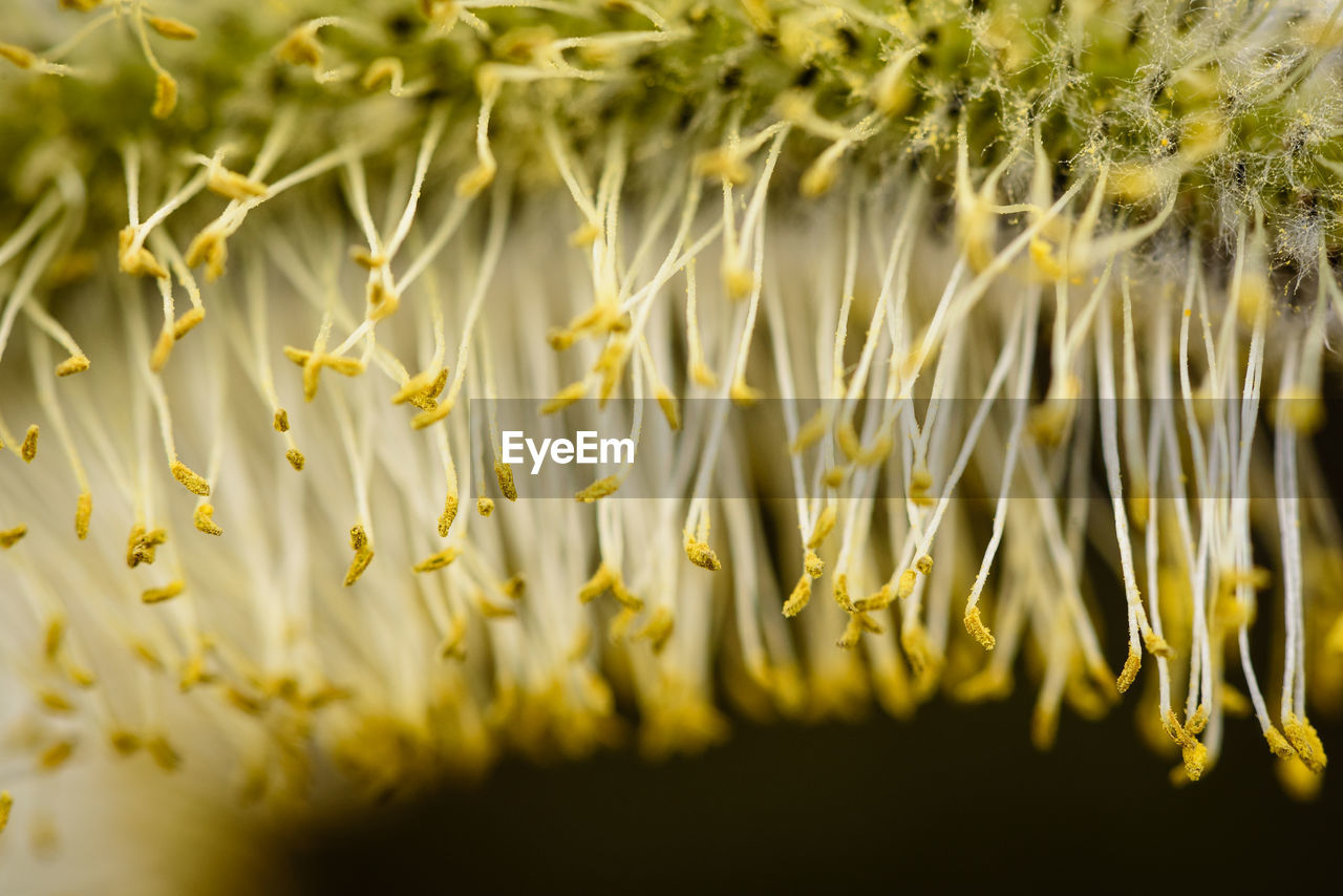 Close-up of yellow flowering plants