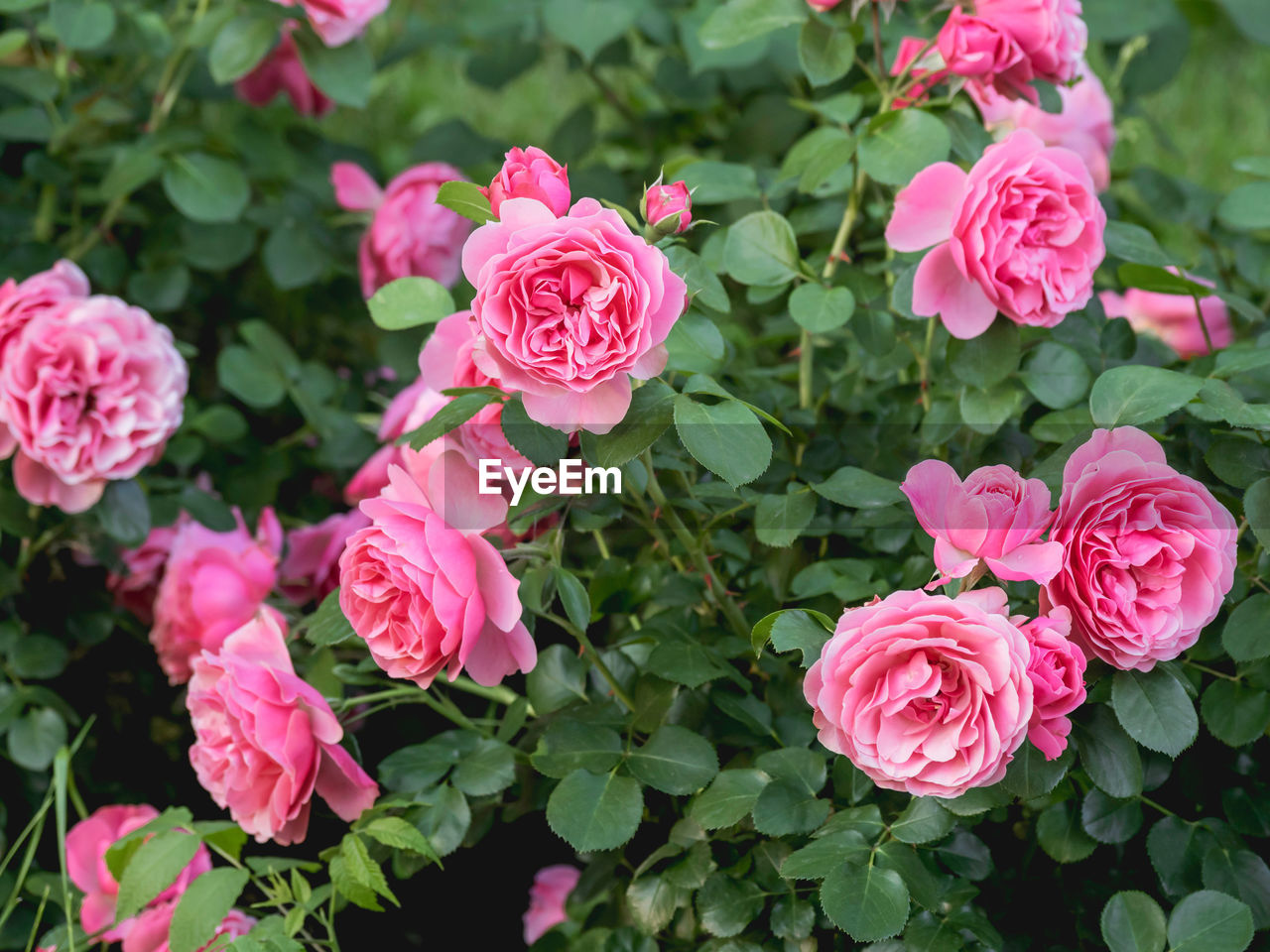 flower, flowering plant, plant, rose, pink, beauty in nature, garden roses, plant part, leaf, freshness, nature, petal, flower head, inflorescence, close-up, no people, fragility, growth, green, outdoors, day, high angle view, bush, springtime