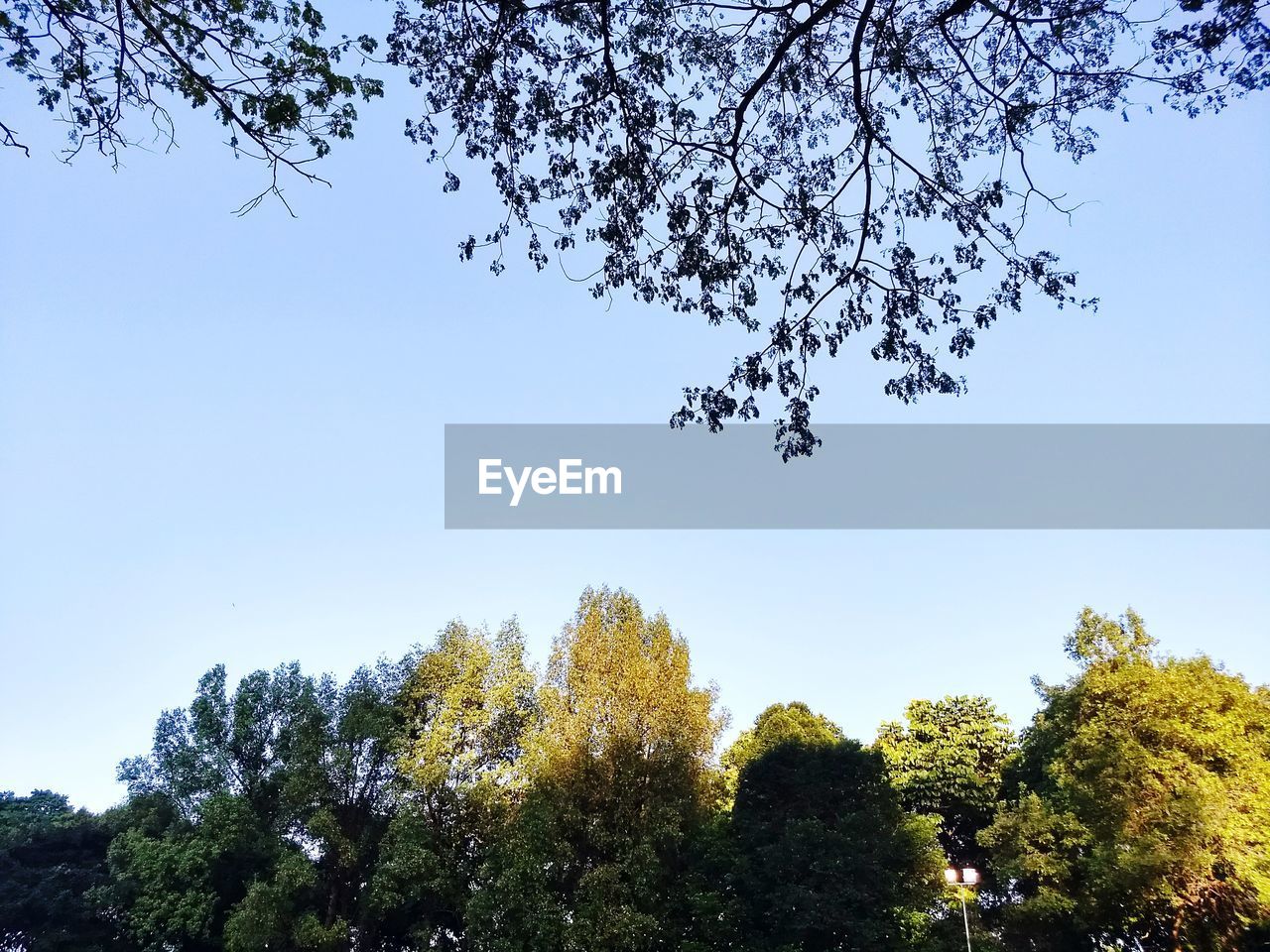 LOW ANGLE VIEW OF TREES IN FOREST AGAINST CLEAR SKY