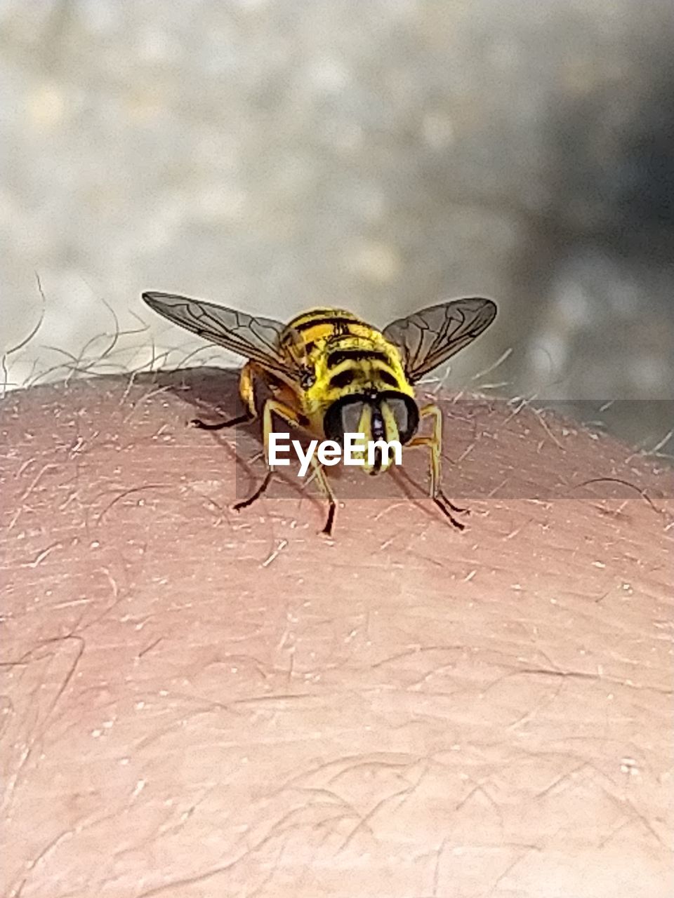 CLOSE-UP OF FLY ON LEAF