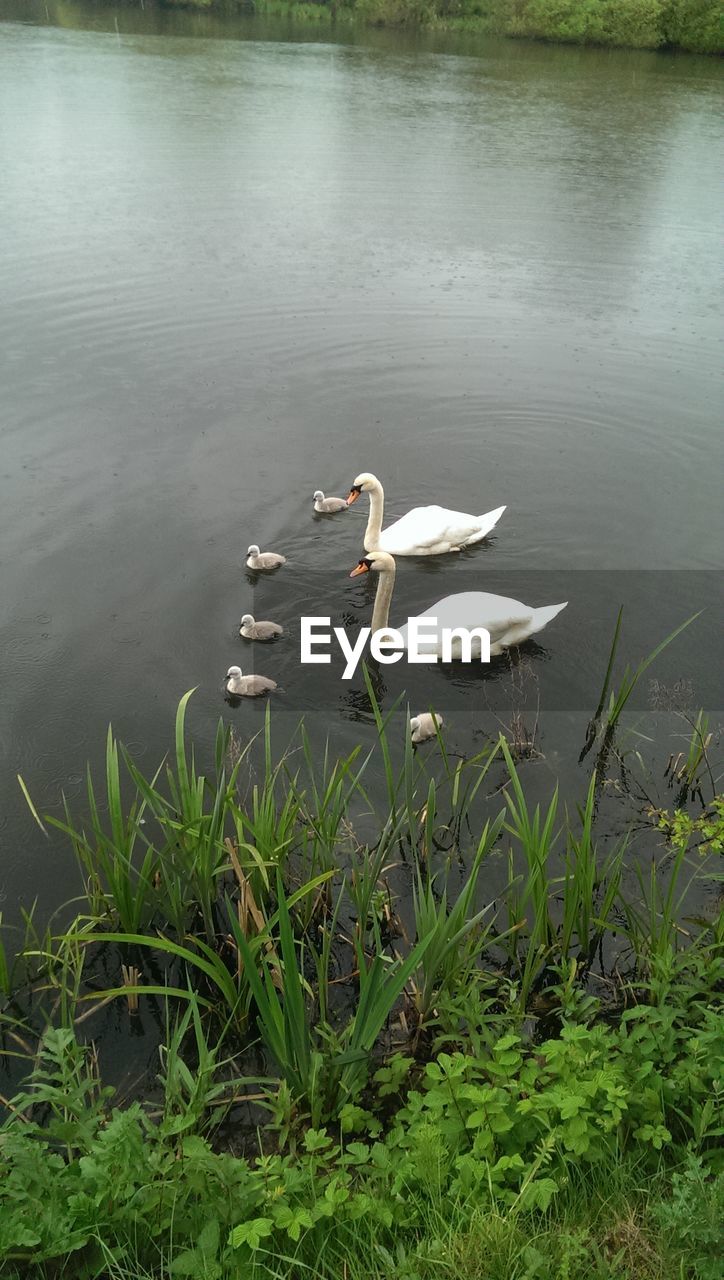 High angle view of swans swimming on lake