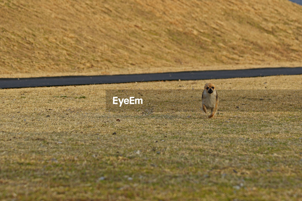 VIEW OF SHEEP RUNNING IN FIELD