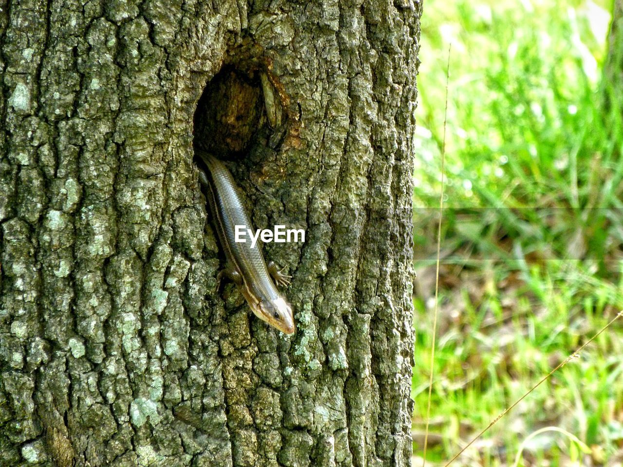 Lizard on tree