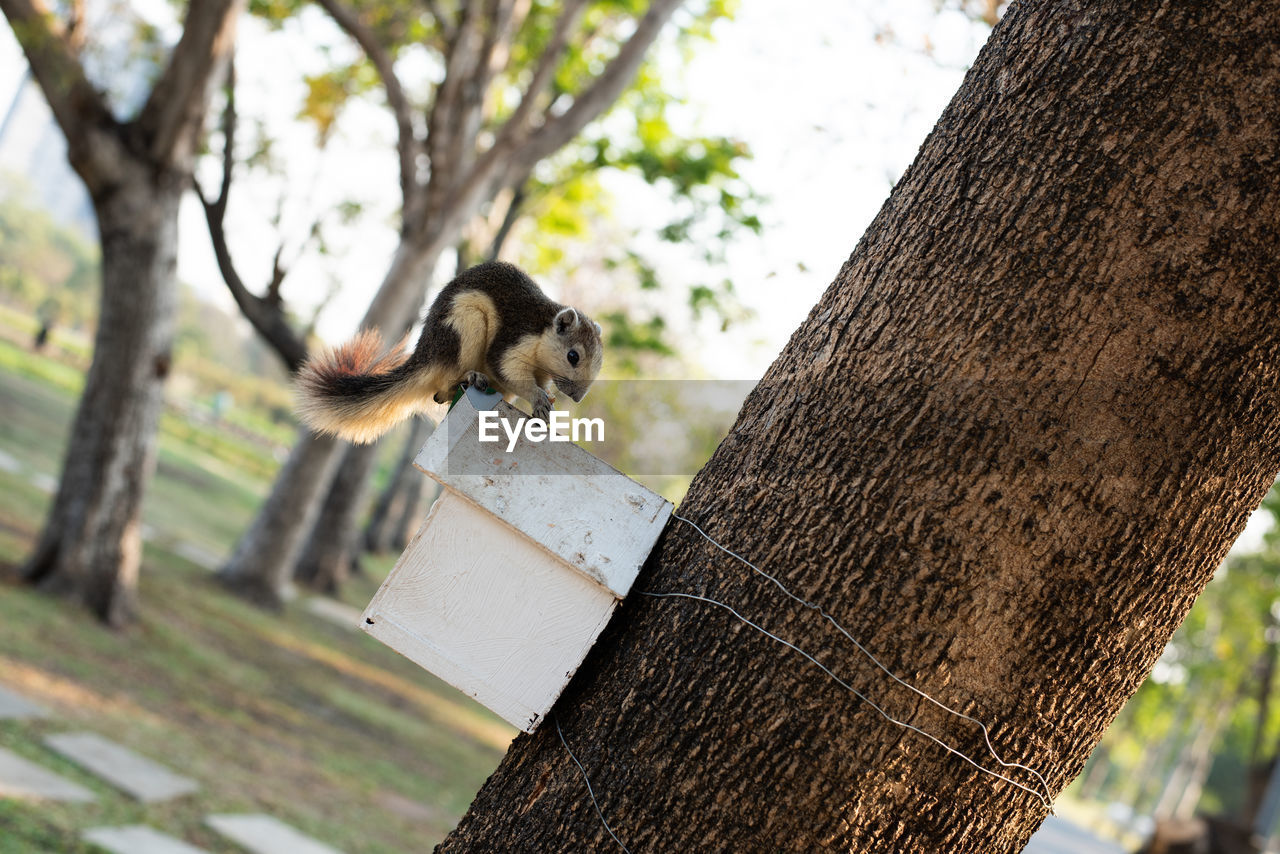 LOW SECTION OF SQUIRREL ON TREE TRUNK