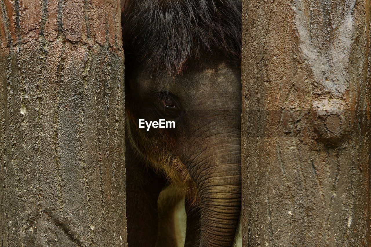 Close-up of elephant in zoo