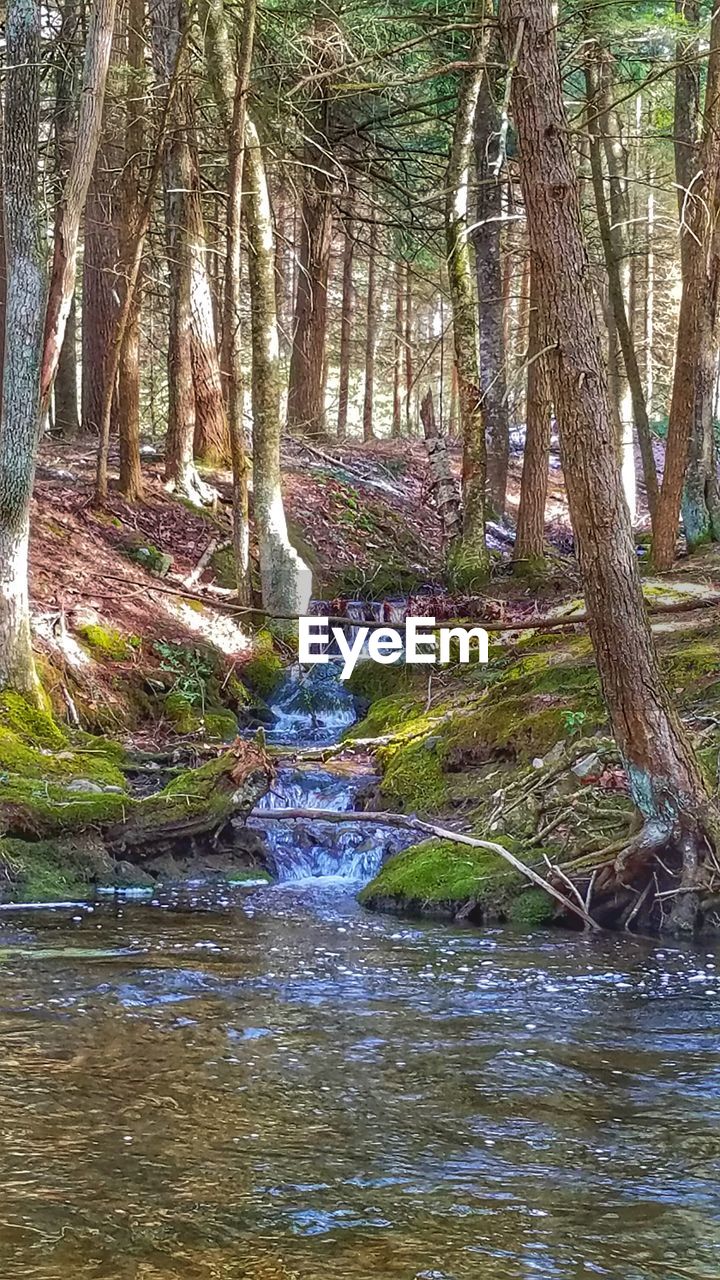 WATERFALL IN FOREST