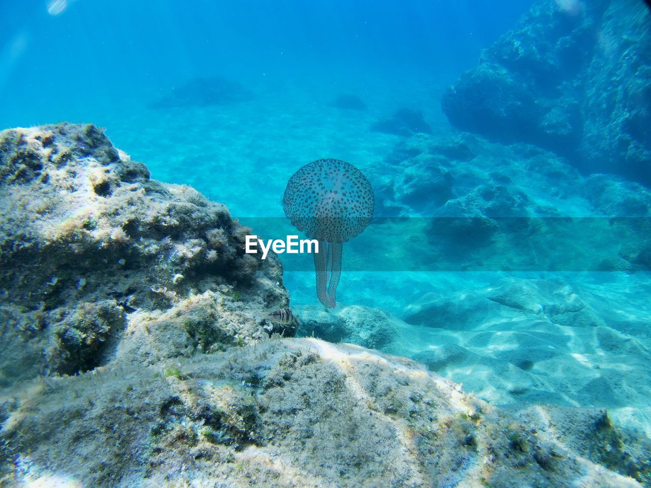 VIEW OF FISH SWIMMING UNDERWATER