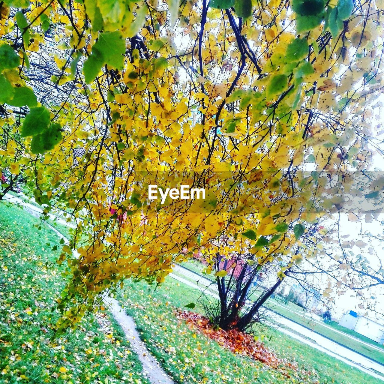 CLOSE-UP OF TREE IN AUTUMN