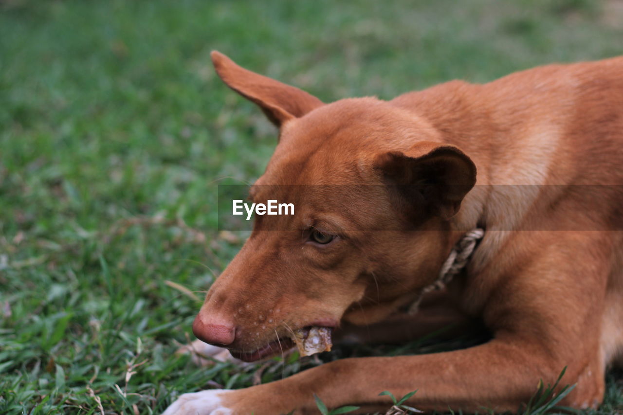 CLOSE-UP OF A DOG LOOKING AWAY ON FIELD