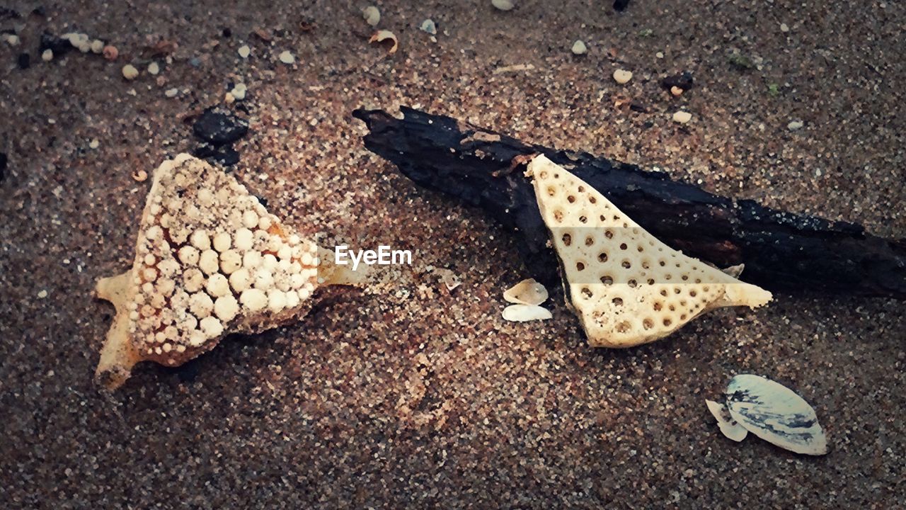 HIGH ANGLE VIEW OF SEASHELLS ON SAND