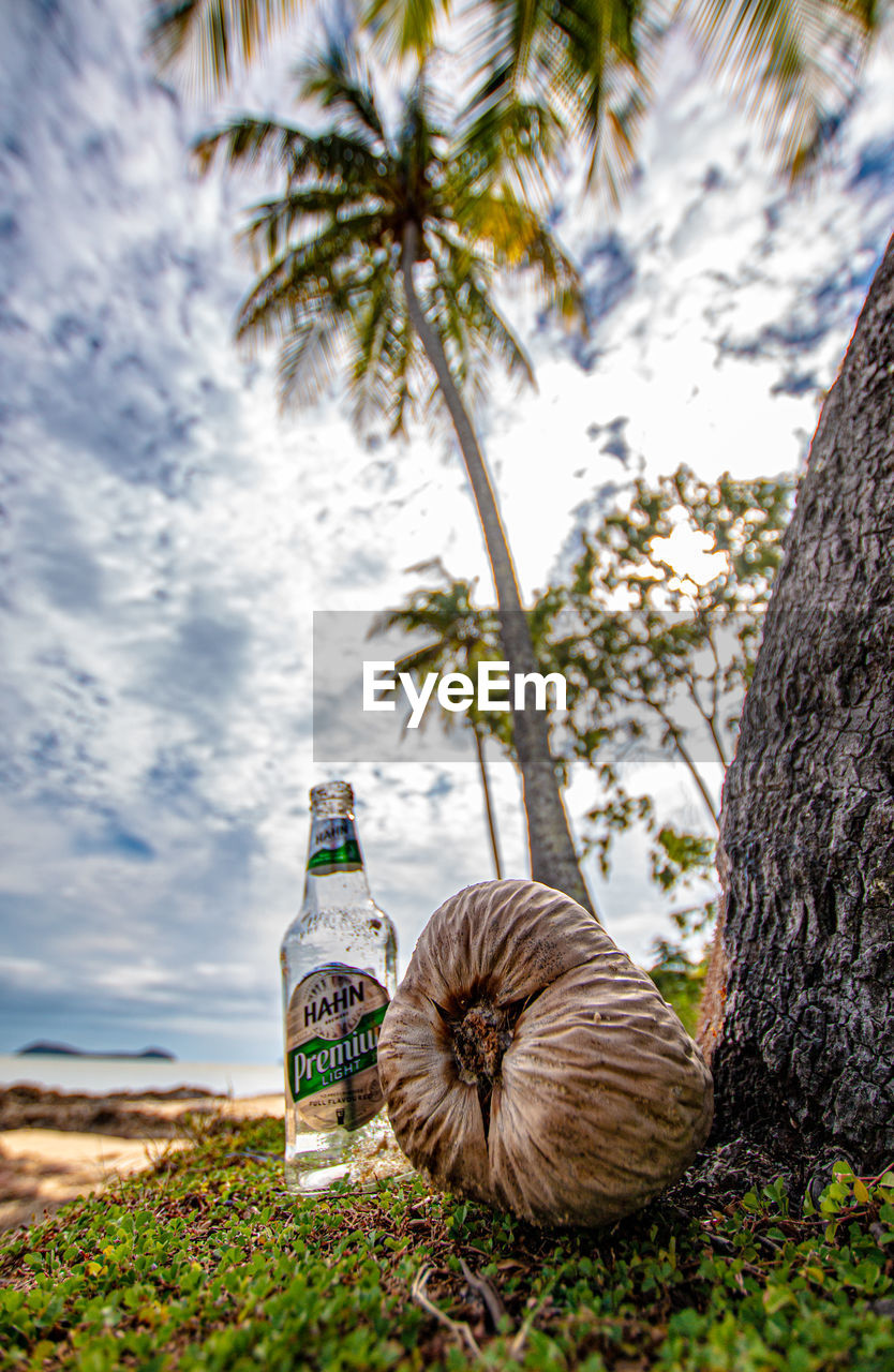 LOW ANGLE VIEW OF COCONUT PALM TREE