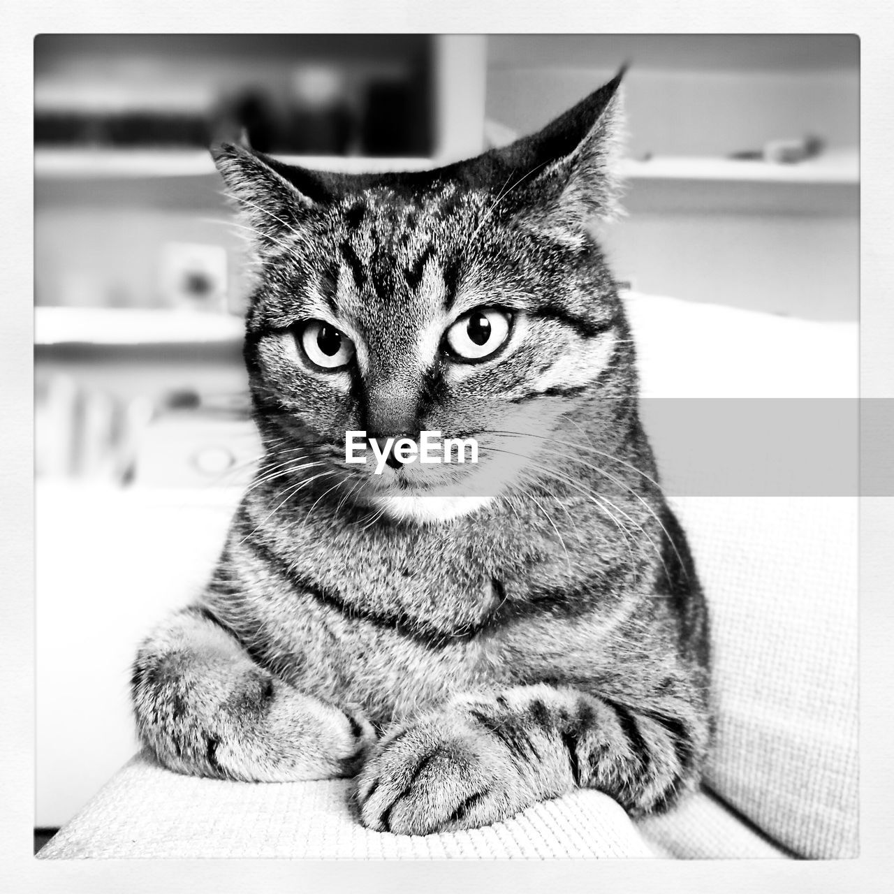 CLOSE-UP PORTRAIT OF CAT SITTING ON SOFA AT HOME