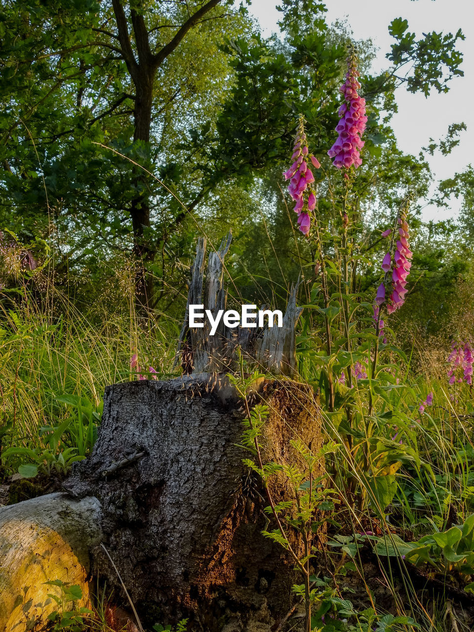 TREES AND PLANTS IN FOREST