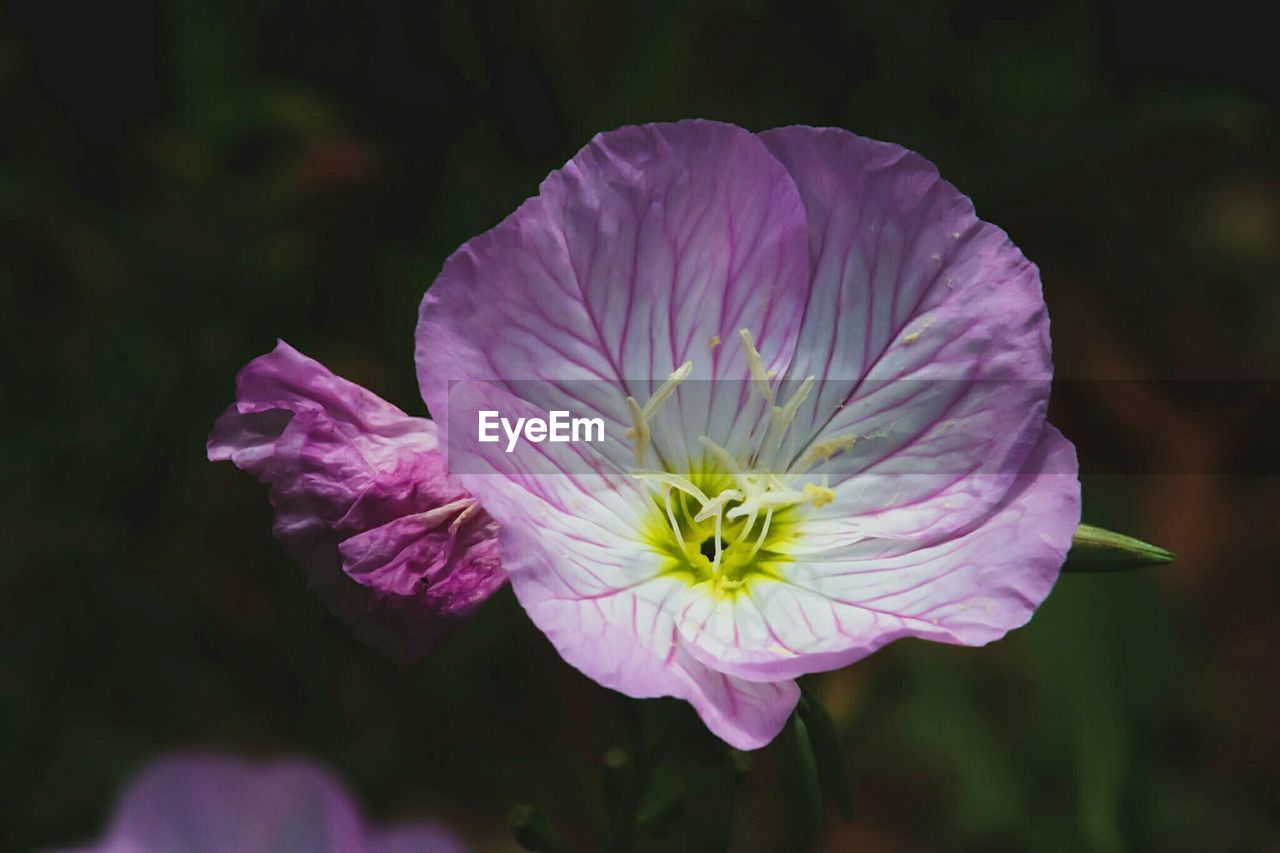 CLOSE-UP OF PURPLE FLOWERING PLANT