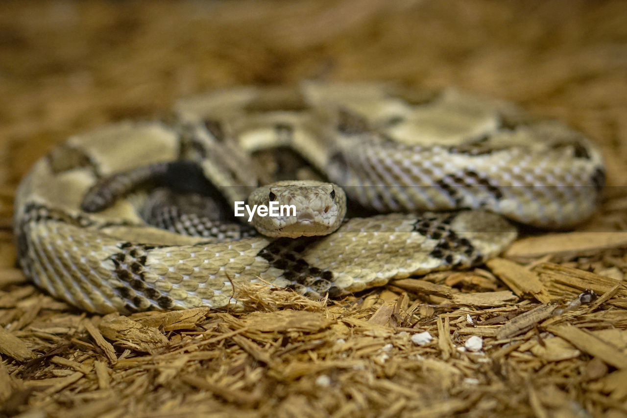 CLOSE-UP OF LIZARD ON GROUND